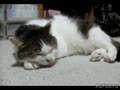 Кот поет блюз