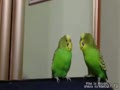 Спор попугаев