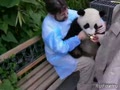 Ручная панда