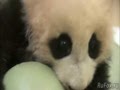Жадная панда