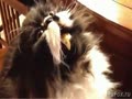 Реакция кота на мороженное