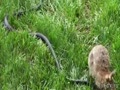 Борьба кролика и змеи