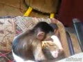 Любовь обезьянки и котика