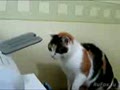 Кот и принтер.
