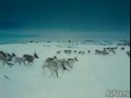 Арктика 3D. Русский трейлер