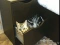 Коты, которым нужен шкаф