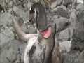 Пингвин против тюленя